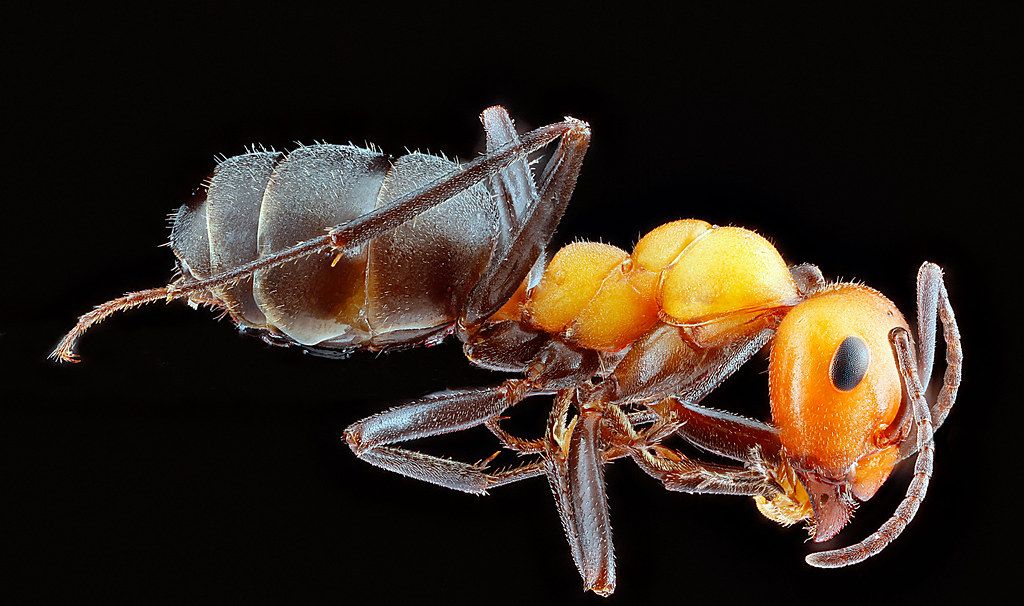 Ant Control service in Salinas, CA