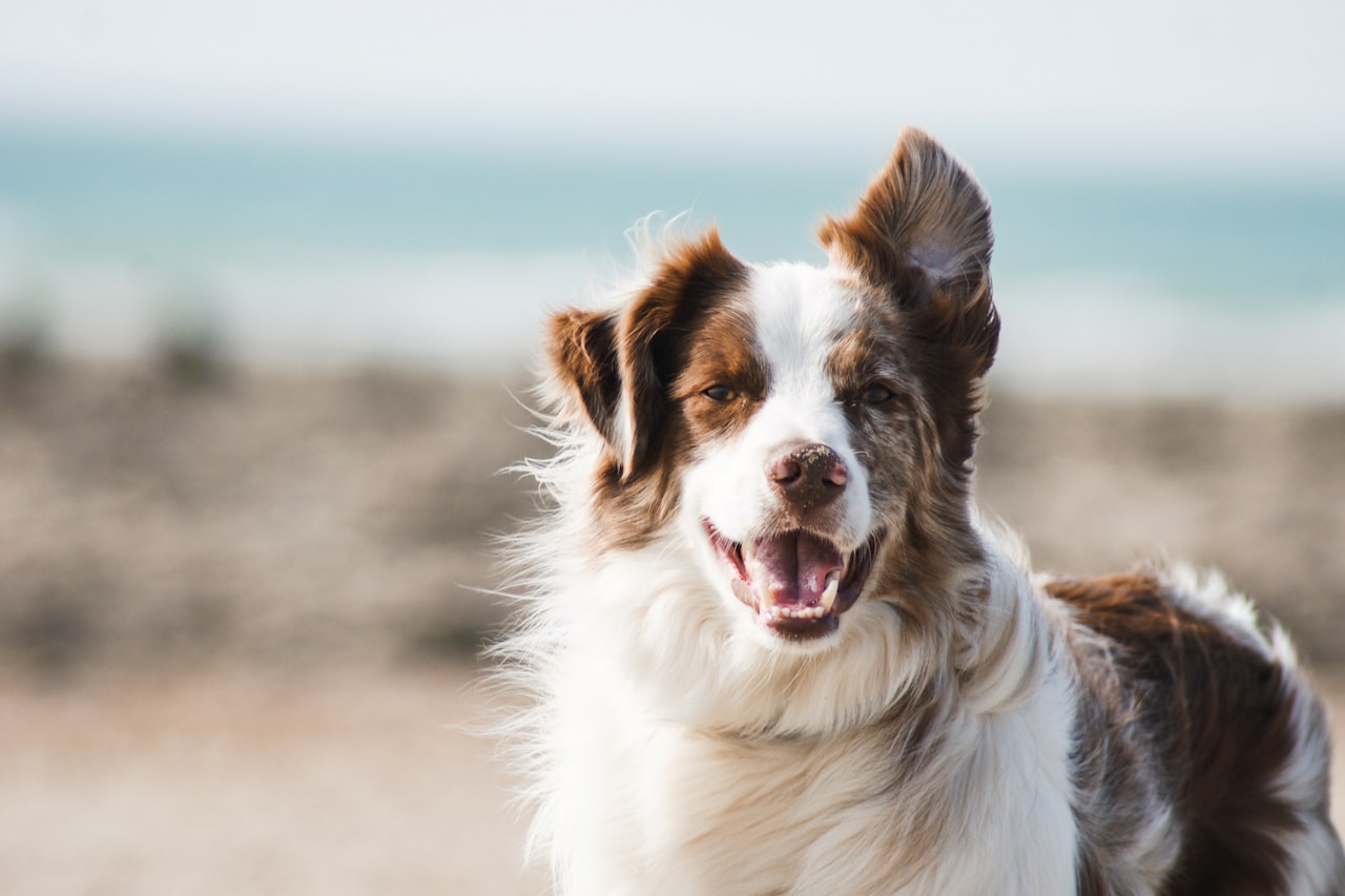 Flea & Tick Control service in Salinas, CA