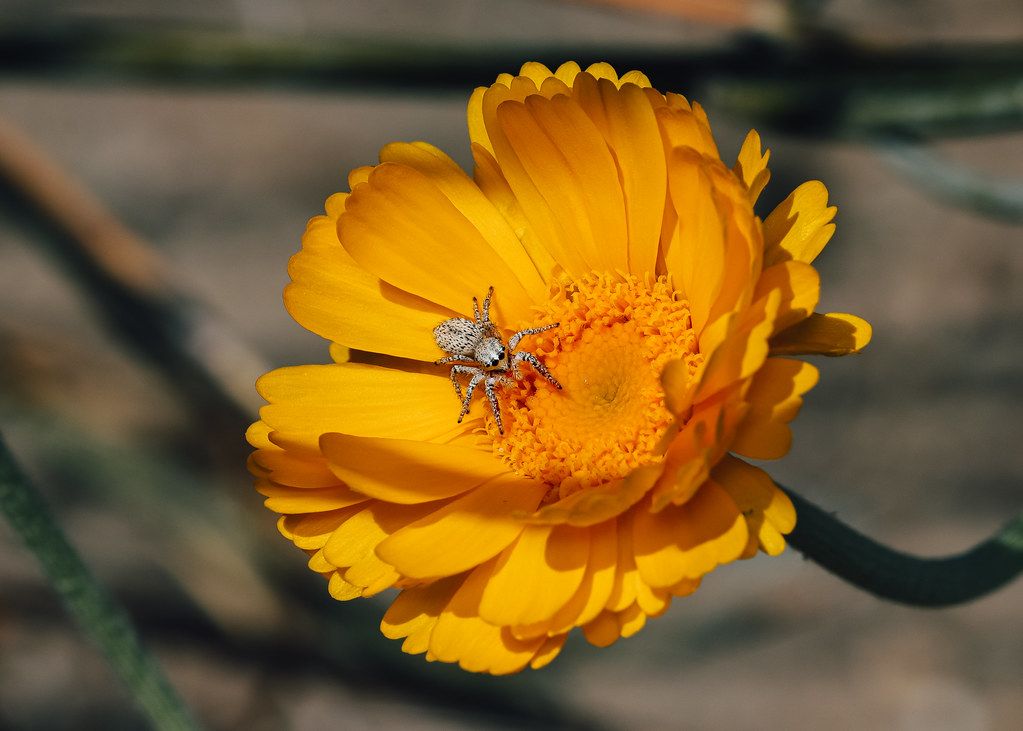 Spider Control service in Salinas, CA